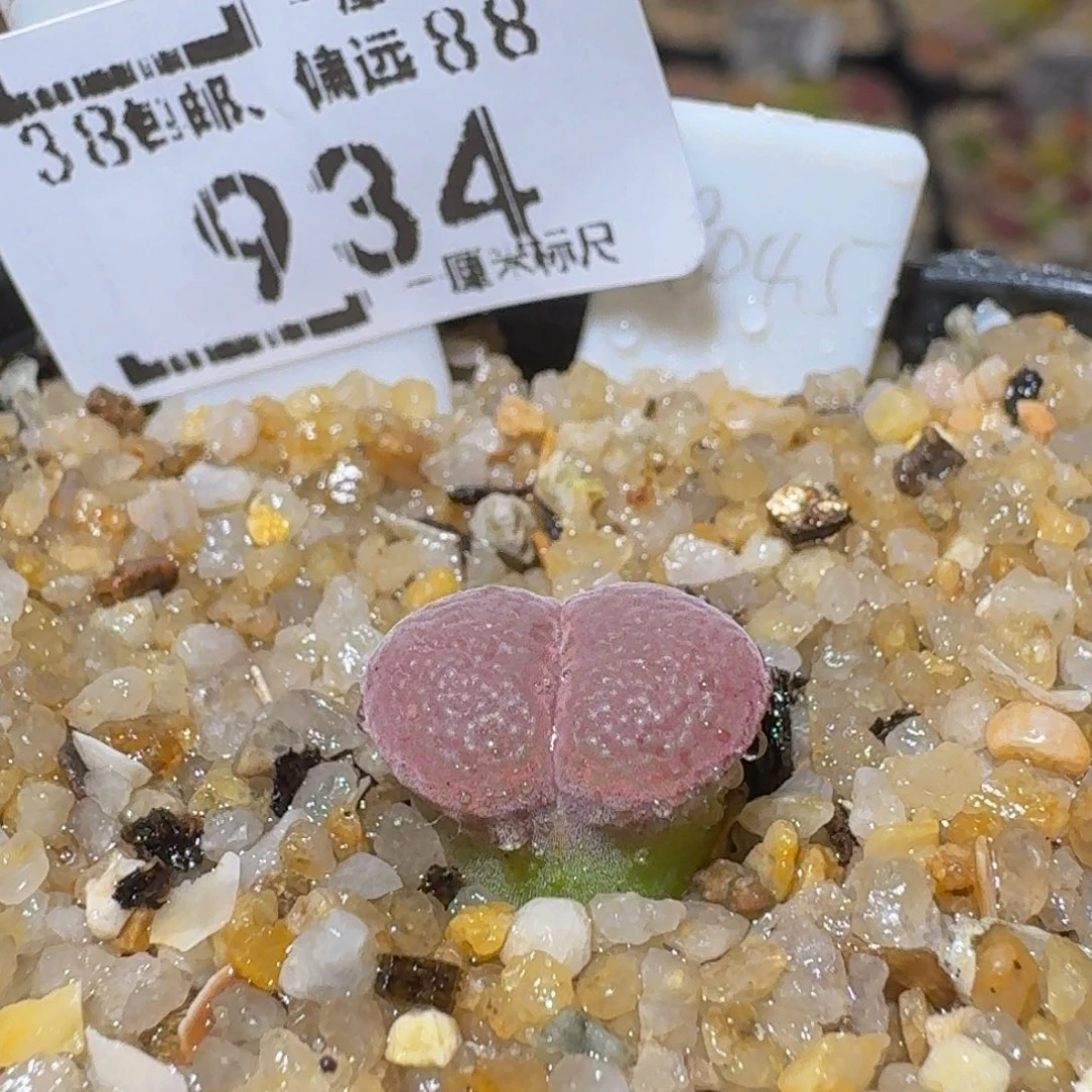 Ssss精品生石花934