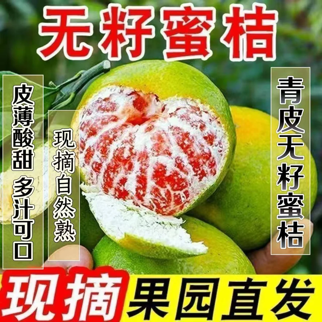 【石门蜜桔】石门特早柑橘当季蜜橘青皮无籽宝宝孕妇橘子5斤9斤现摘