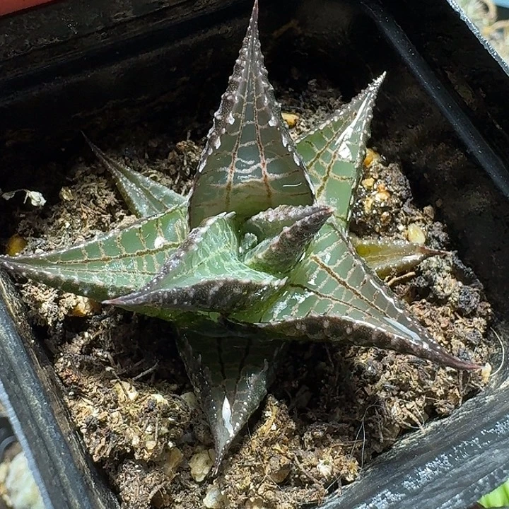 573龙鳞脱土发货自根