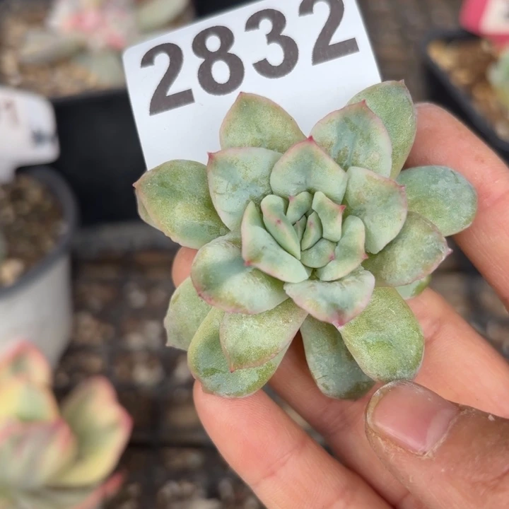 头盖锦多肉植物满18包邮当场凑单