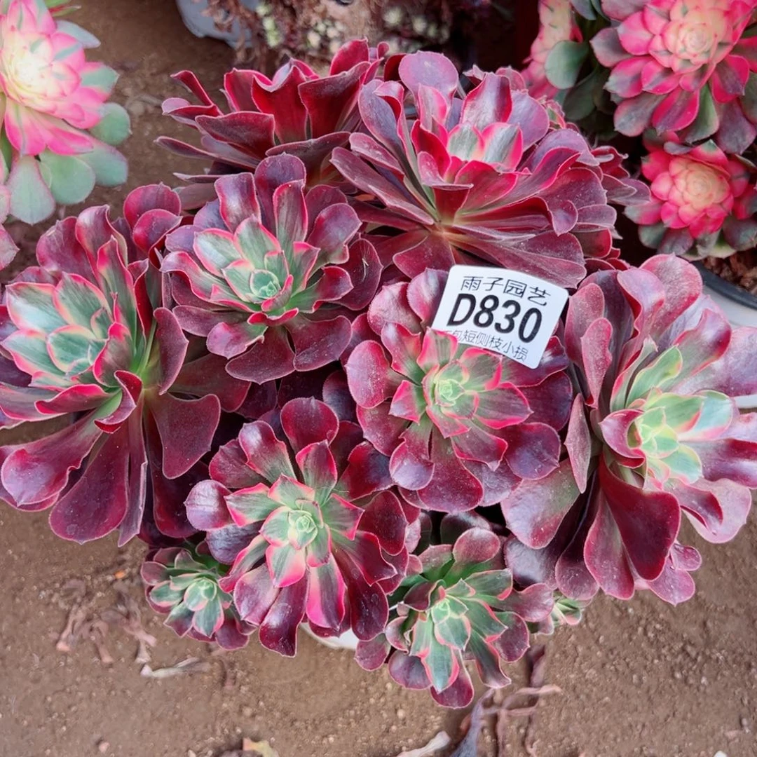 830凤冠雨子多肉植物