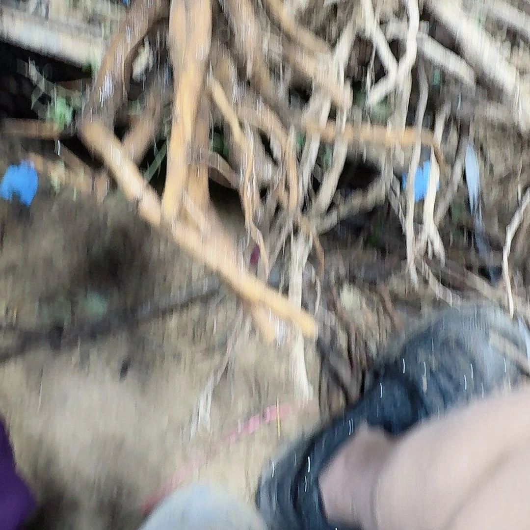 无花朵1111111111111111