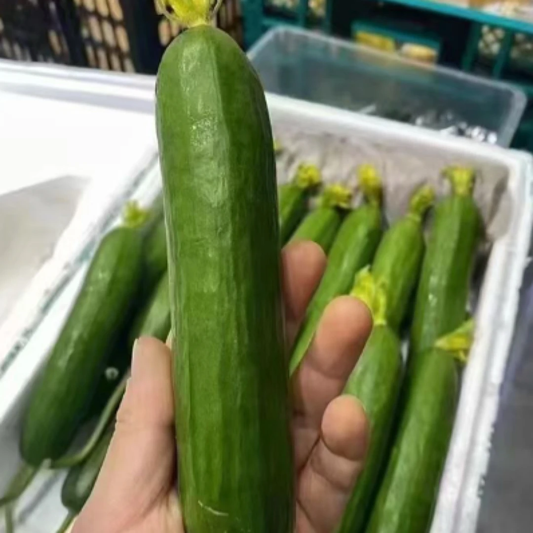 水果青瓜一箱  2.5斤左右