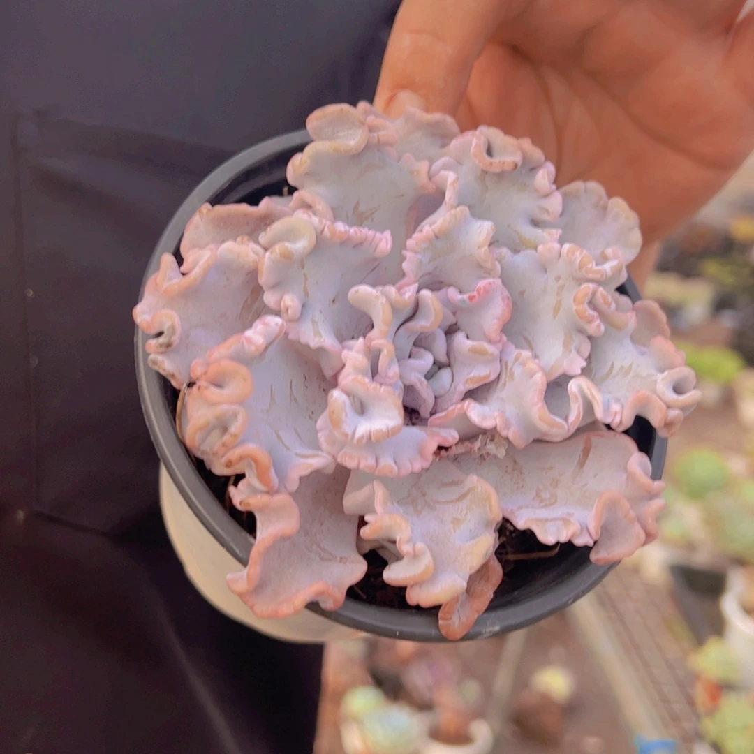 芭蕾舞者大单头老桩