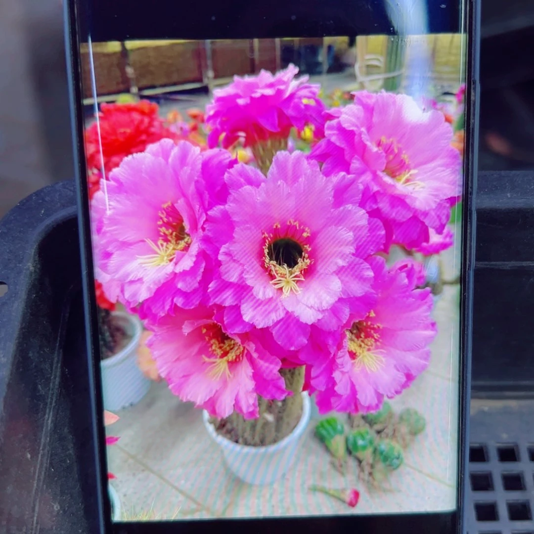 下84毛25 歪无根侧芽4公分左右20包邮