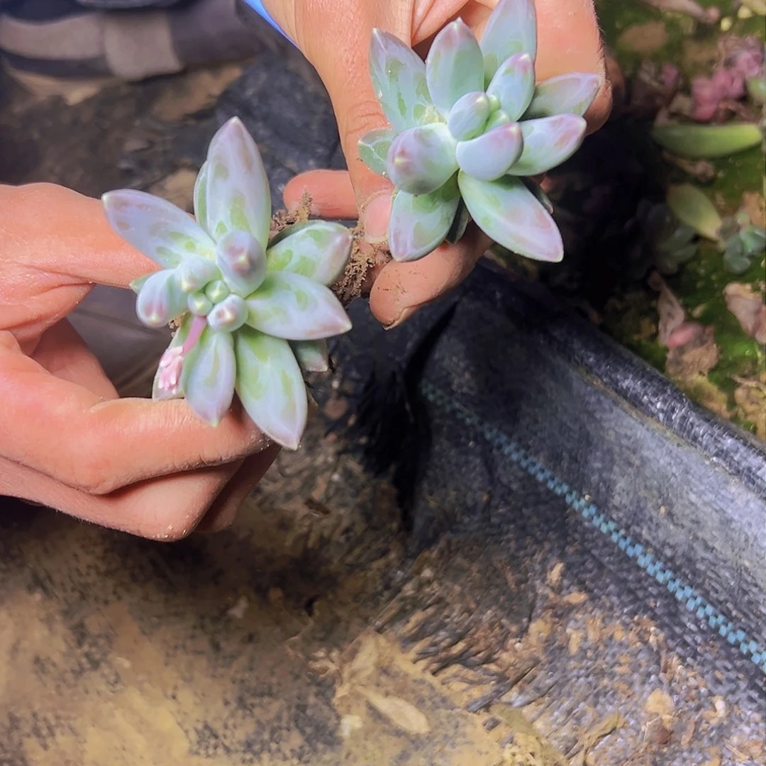 乌拉乌拉两个单头零下温度拍保温棉