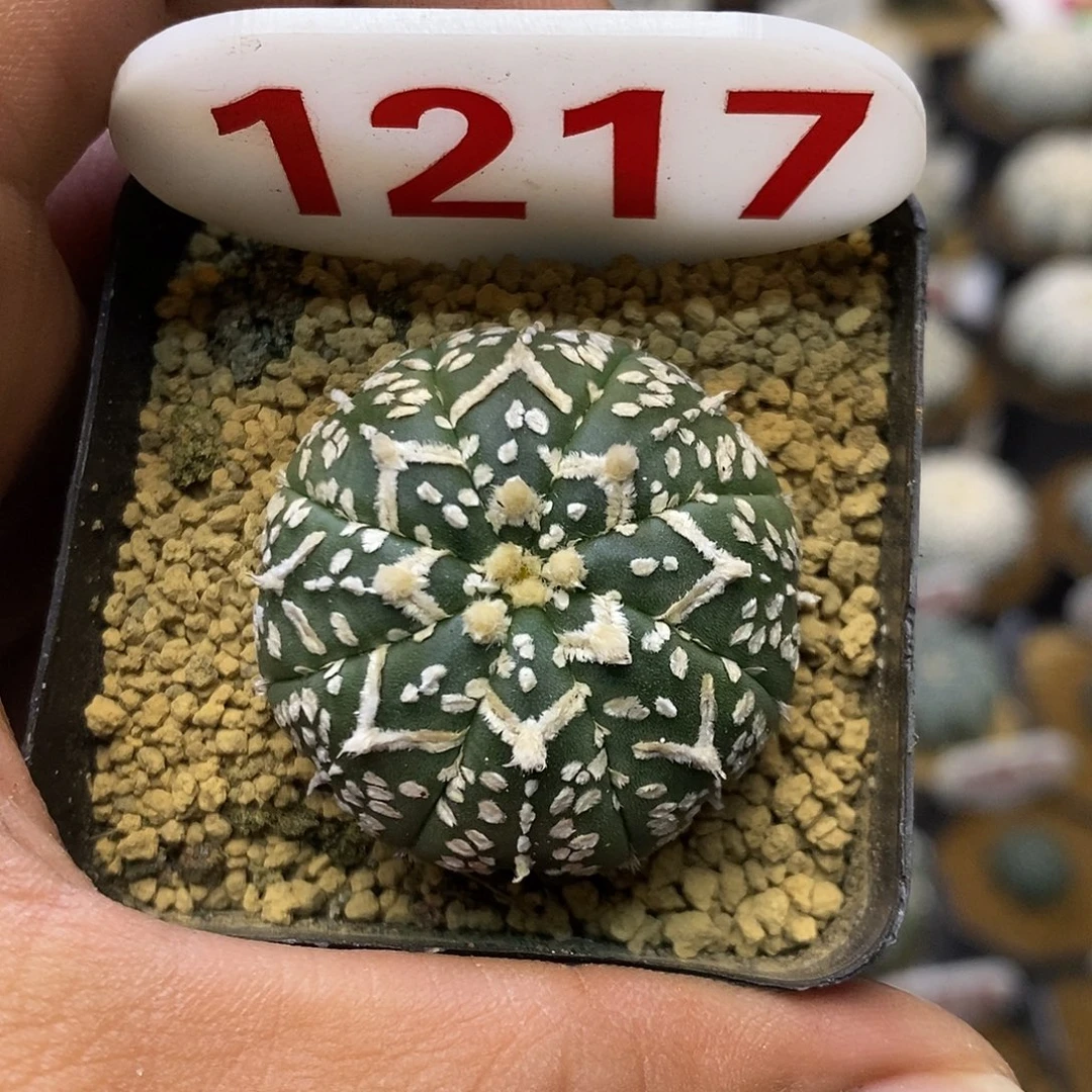 1217福利特价来了哦吼吼