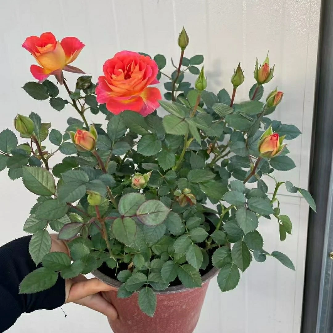 精品玫瑰四季开花过冬原土原盆发货新疆包邮新手