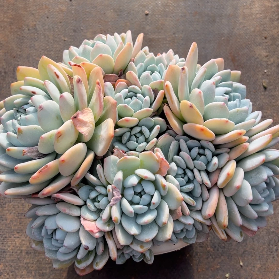 X***唐园叶冷香多肉植物25