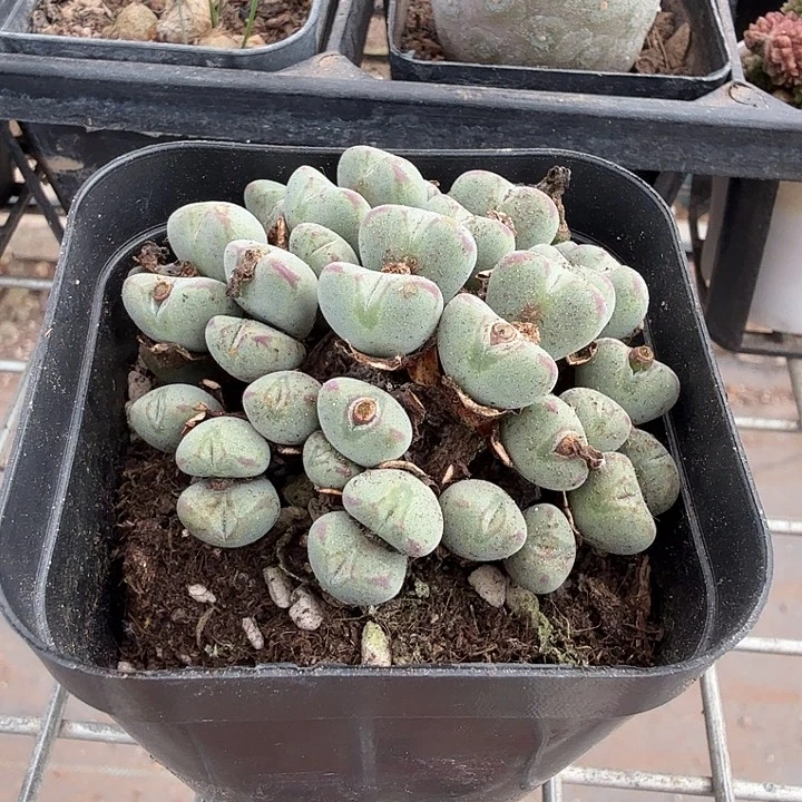 口迪肉锥群7仙人球