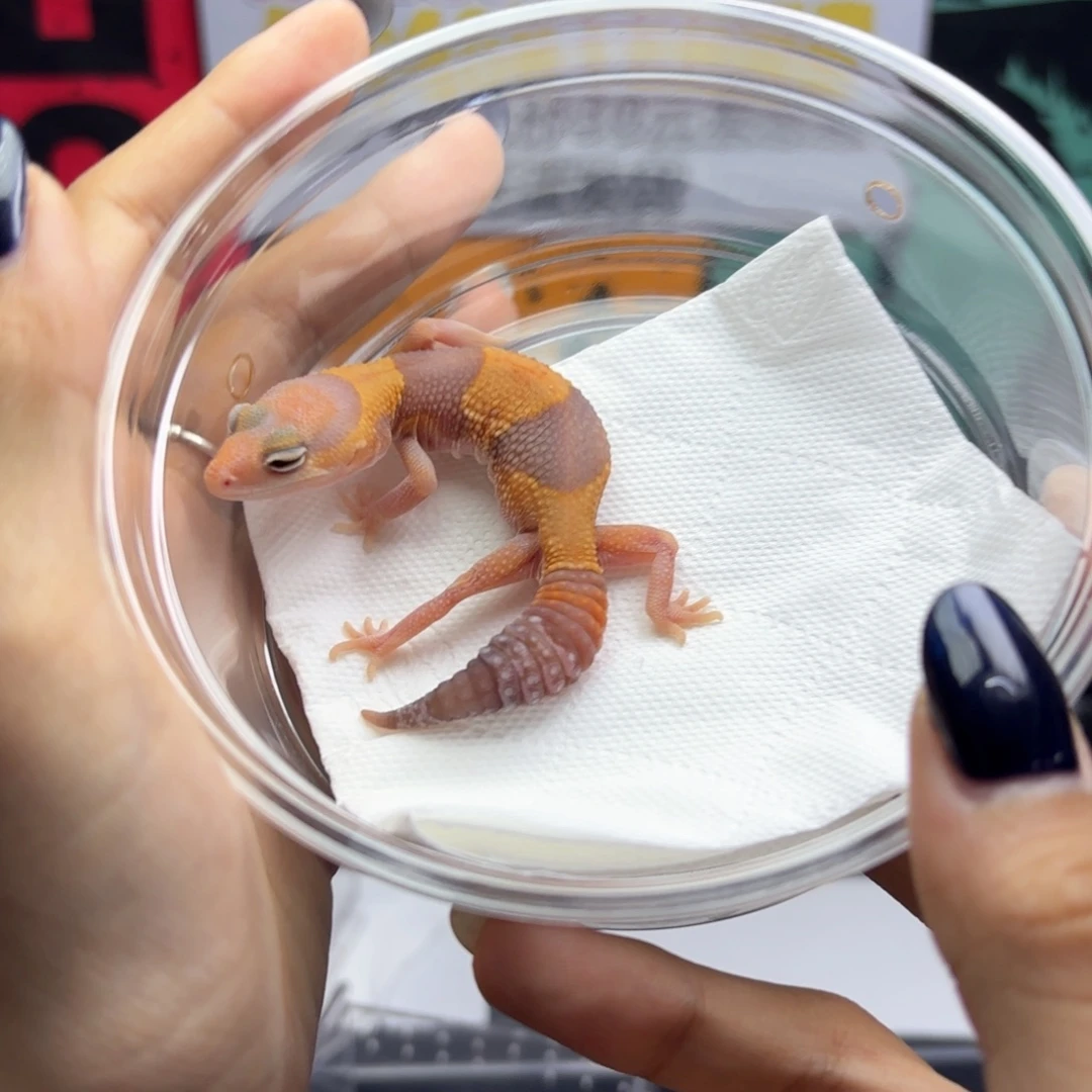 肥尾守宫橘白公温E84