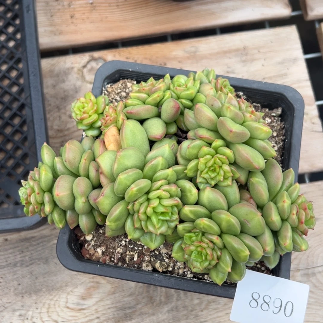 得****-8890不包整肉肉肉肉肉肉