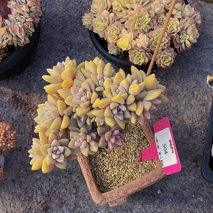 504淡雪有瑕肉肉肉肉