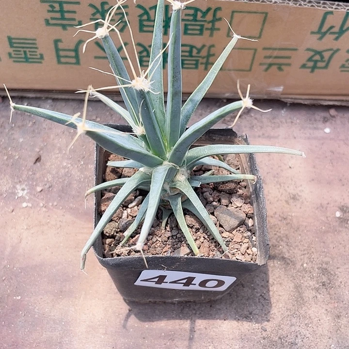 440实生光山仙人球