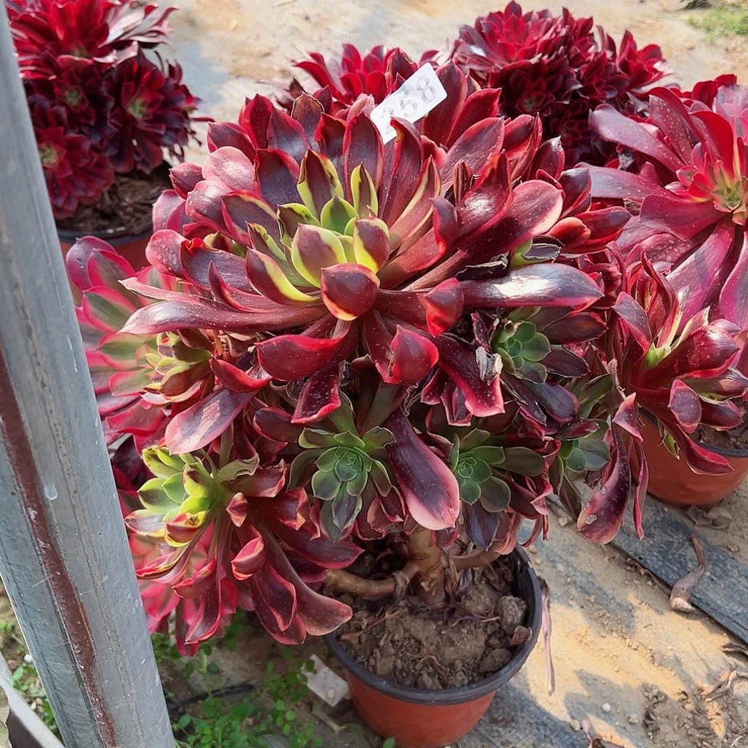 紫砂茶宠欧佳丽不周正258