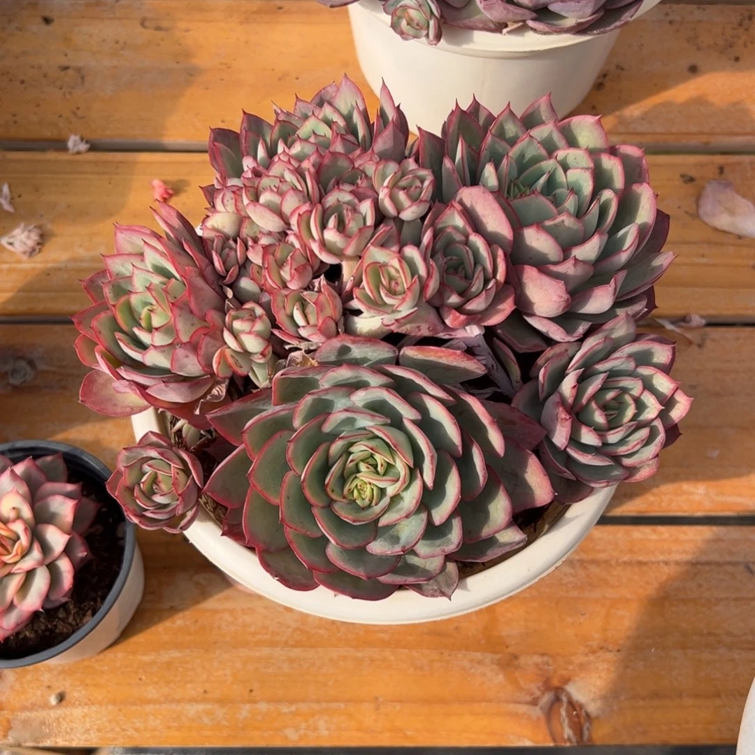 多肉牡丹亭【非偏远地区满18包邮】