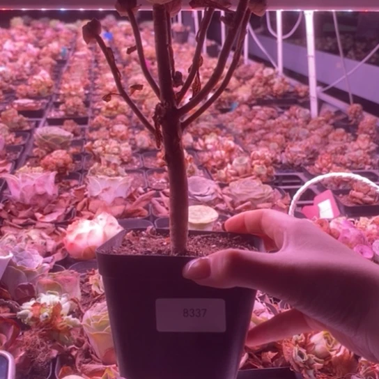 8337玫瑰玫瑰玫瑰