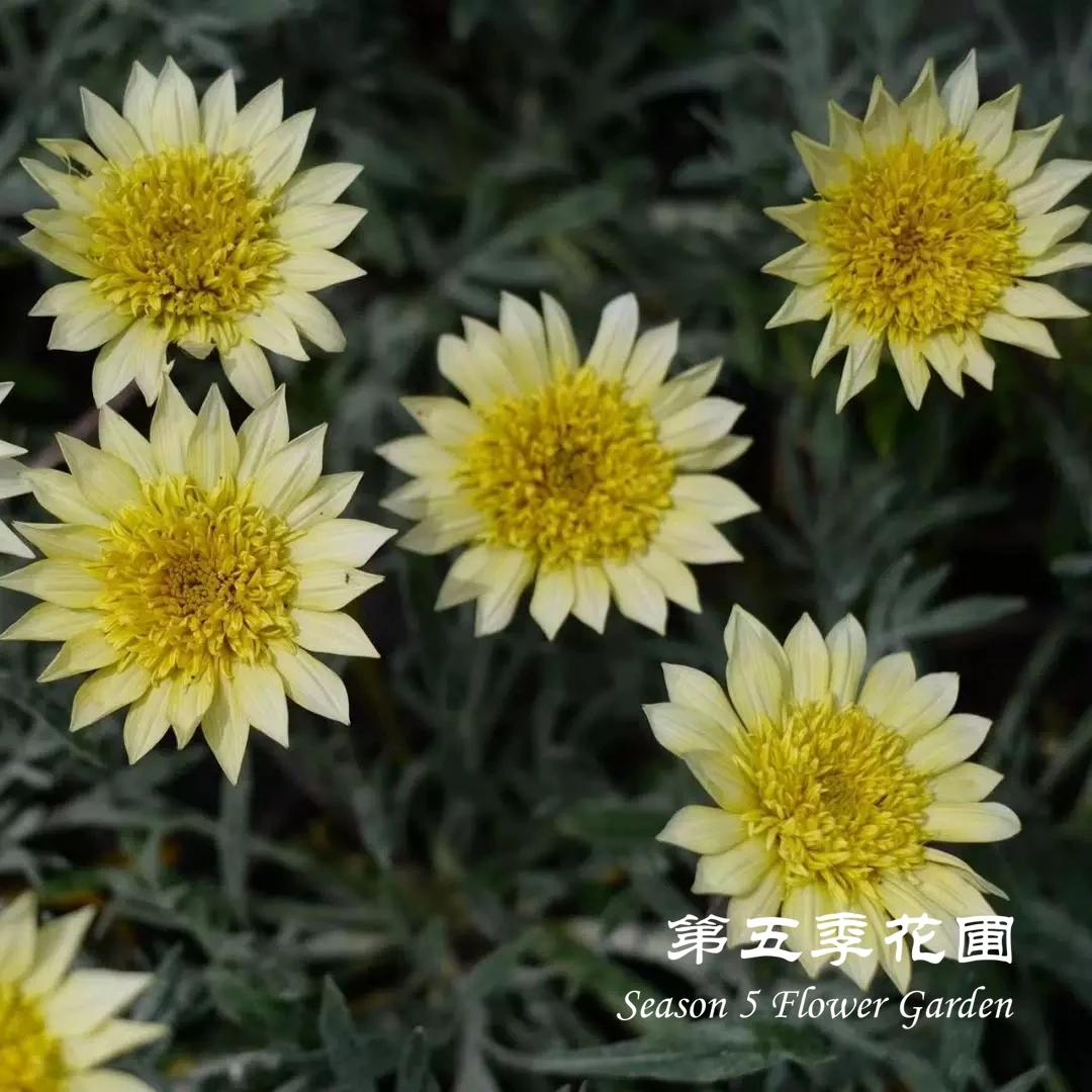 第五季花圃 重瓣银叶勋章菊’柠檬妞妞‘ 多年生耐热多季节开花植物
