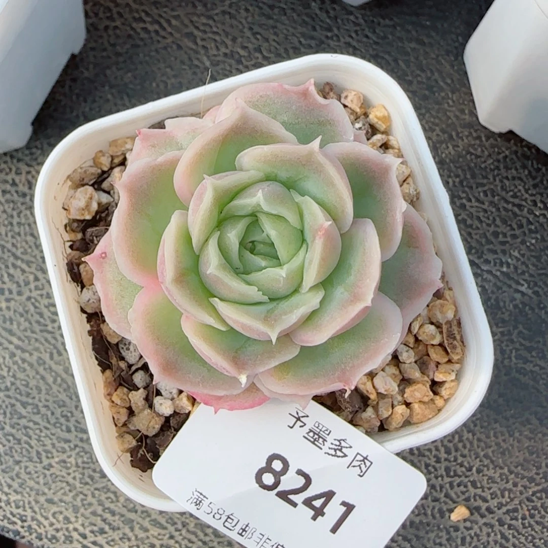 水晶虾饺，8241多肉植物