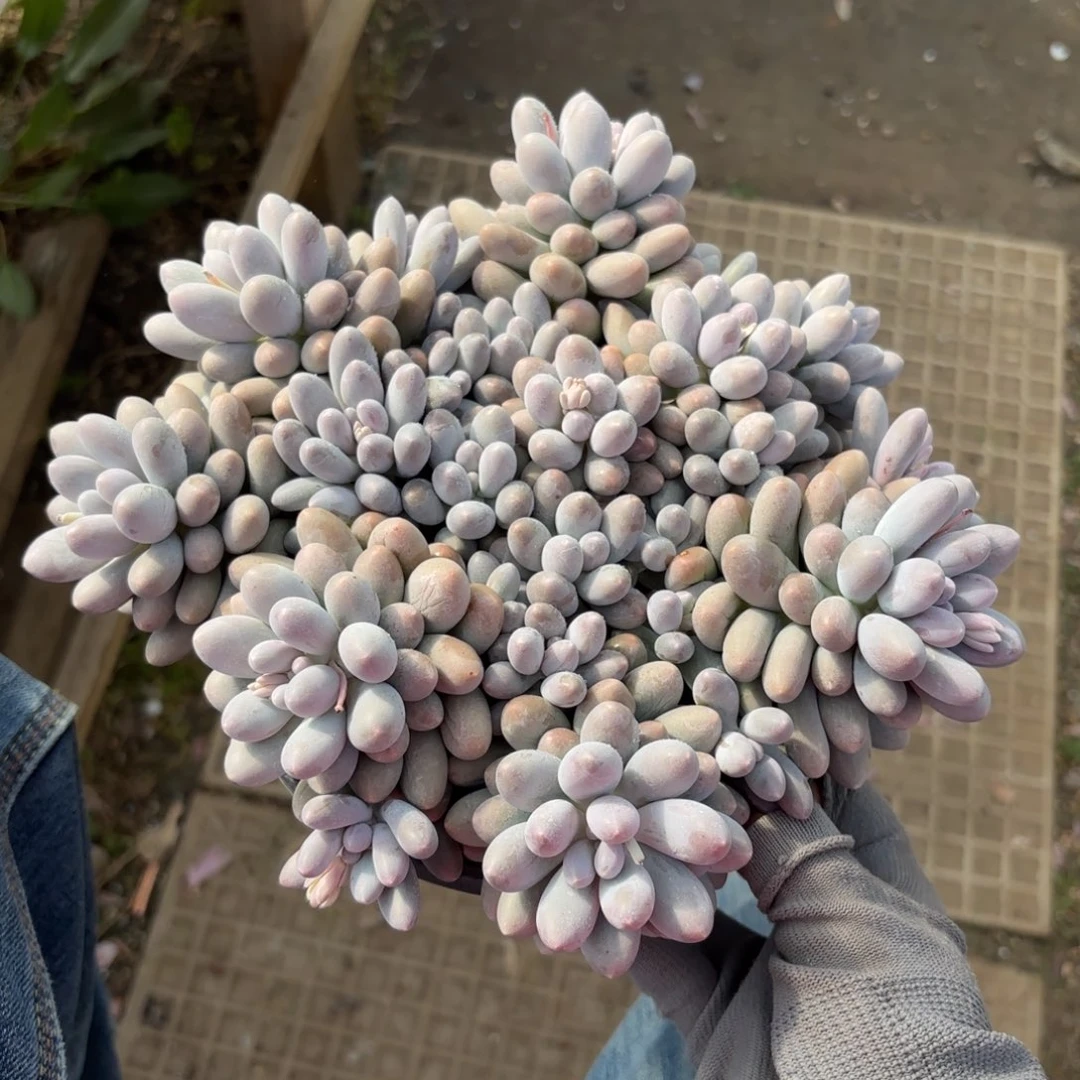 汤圆多肉88888888888