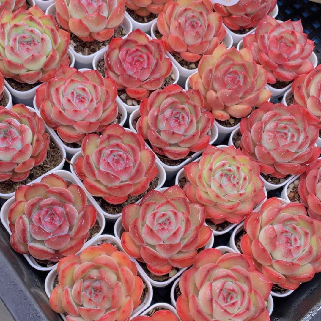 量拍15号草莓杏仁单头一个