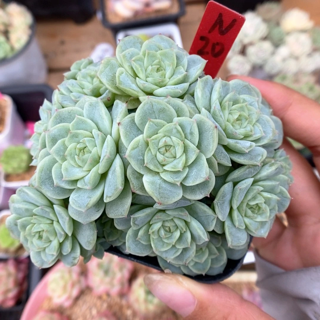 n20精品麦秆不包整散