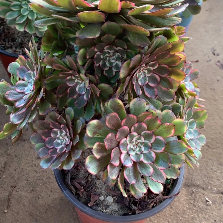 571水墨画多肉植物特价