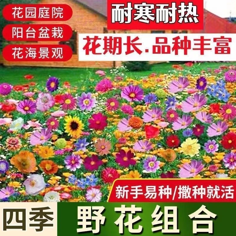 耐寒格桑花种籽七彩野花组合花草种子多年生四季开花易种庭院种植