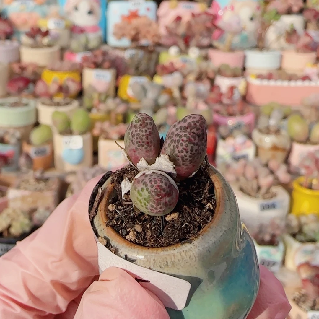 T草莓斑马盆口2cm