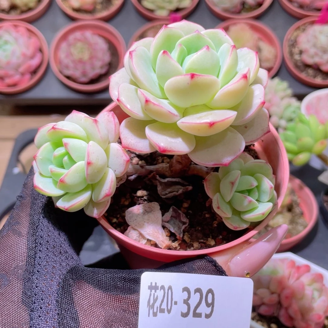 花利美20-329香草