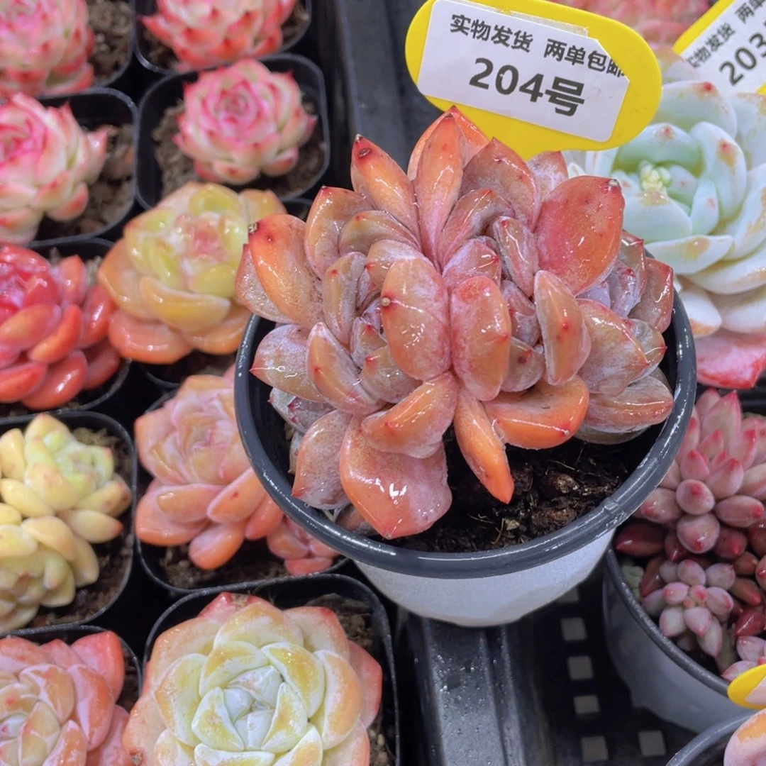 204号 糖心石榴籽星影朵朵缀