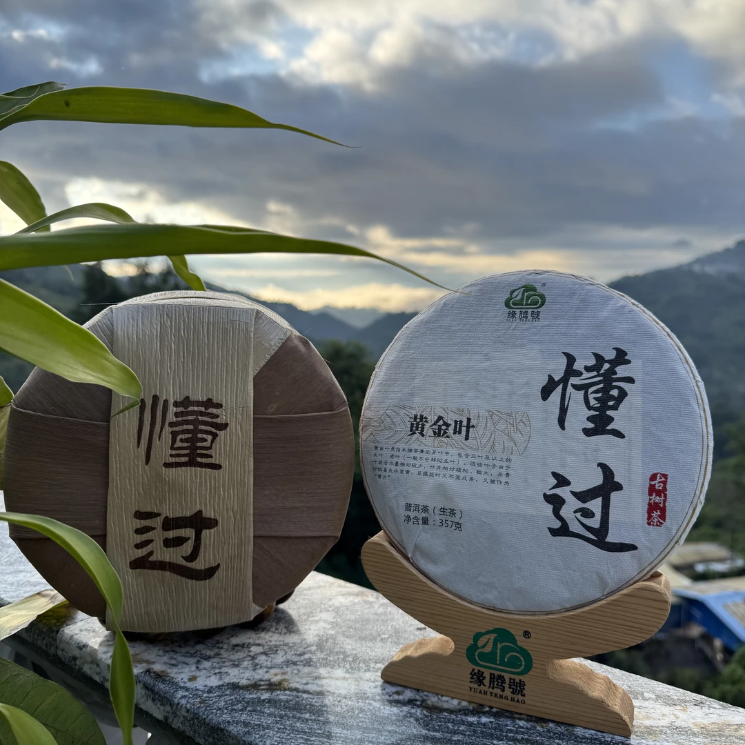 2022年懂过古树黄金叶357克饼