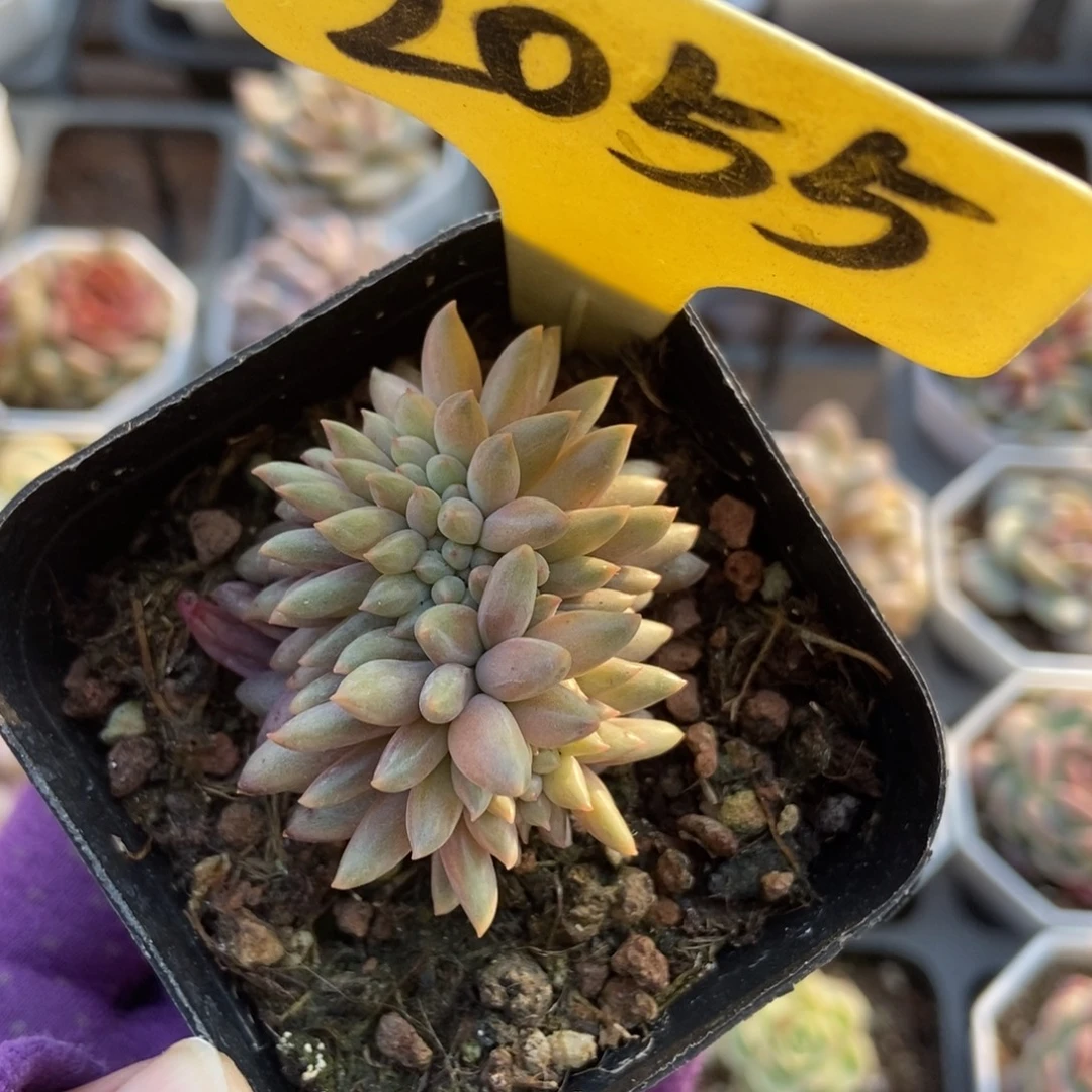 2055车厘子缀多肉植物