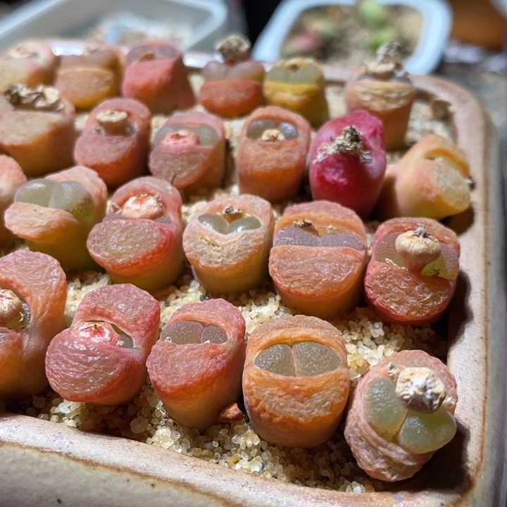 日系红网格风铃一颗