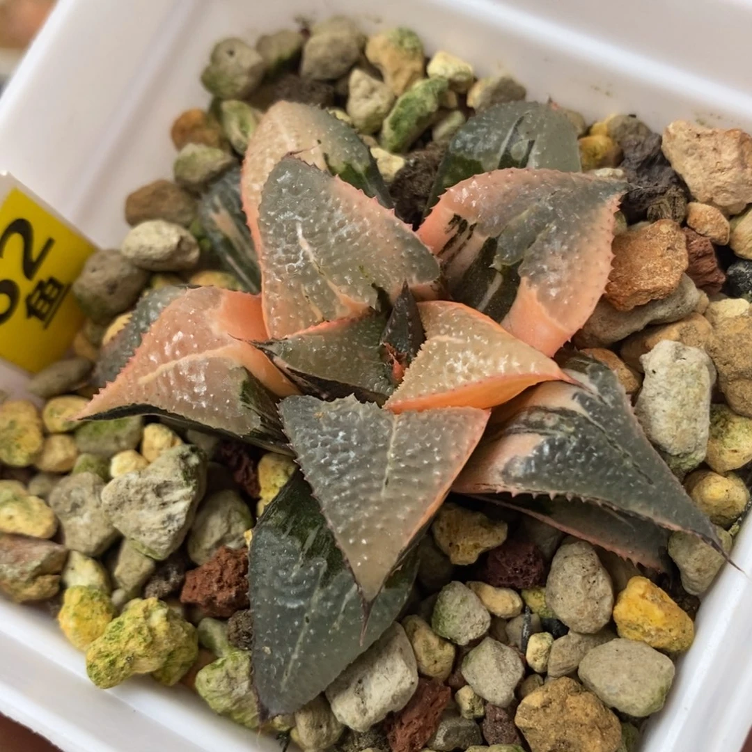 62芭提雅锦一物一拍