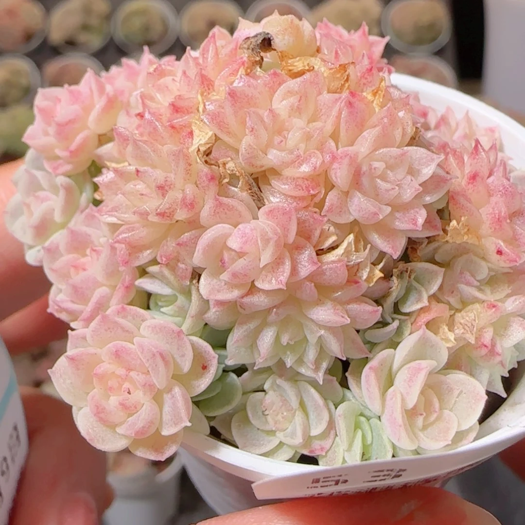 c***n花语多肉1209-53散