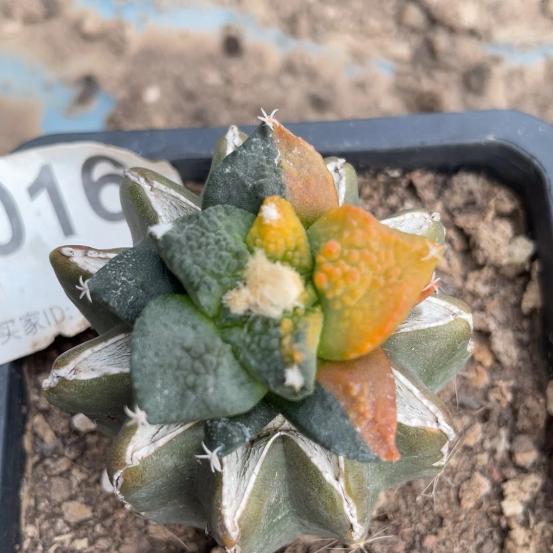 阴阳花斑锦菜花牡丹锦016