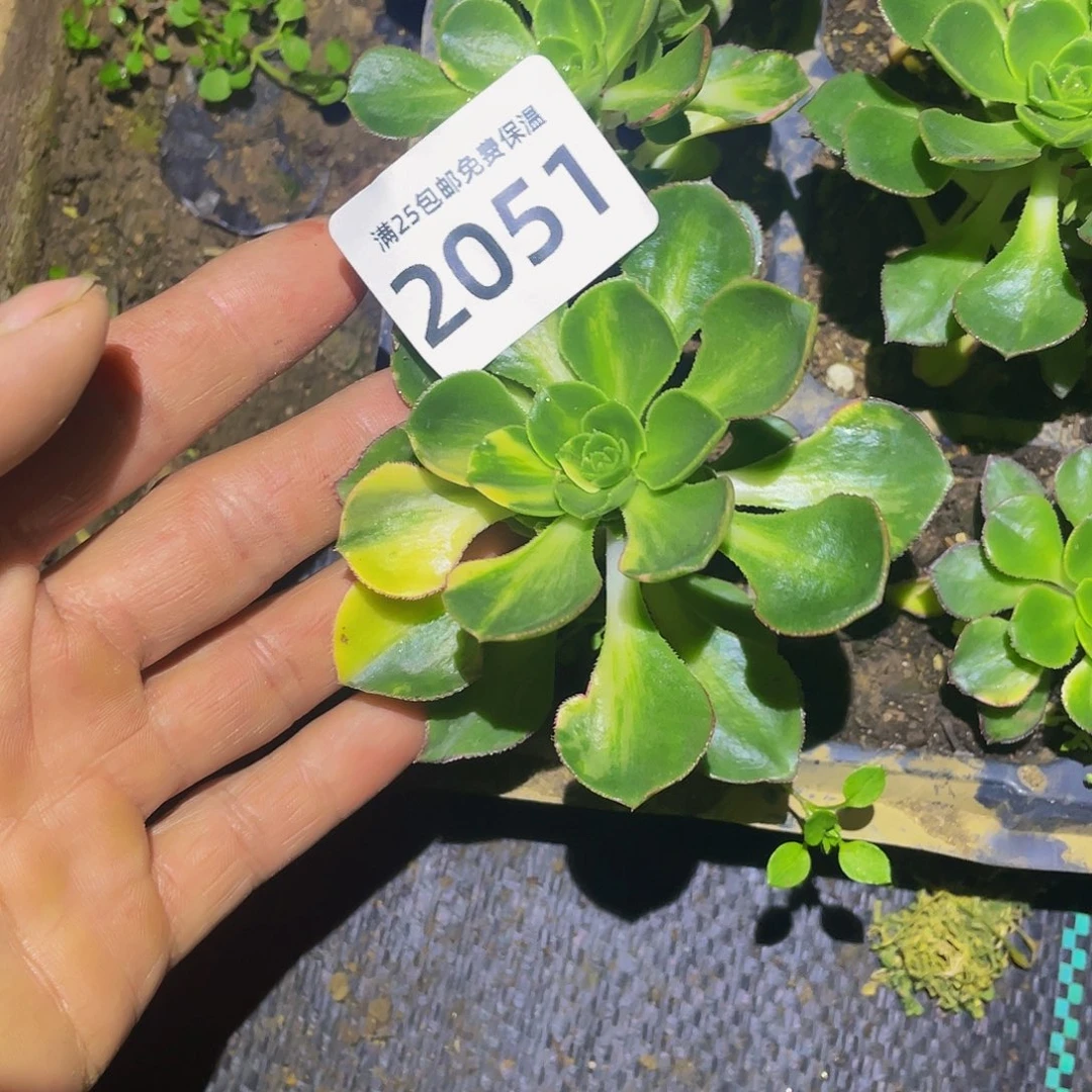 秋*2051彩蝶多肉植物