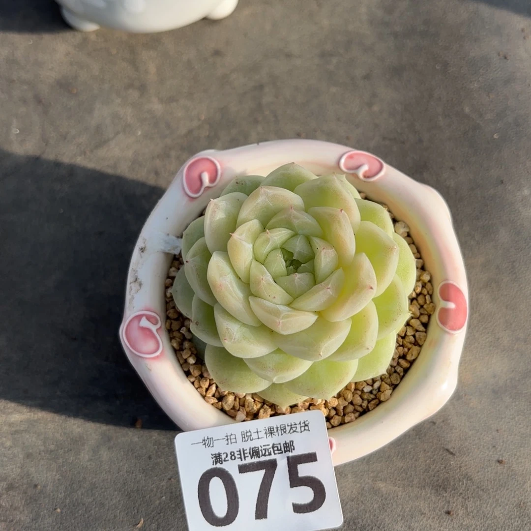 梨花白单头无盆土发货