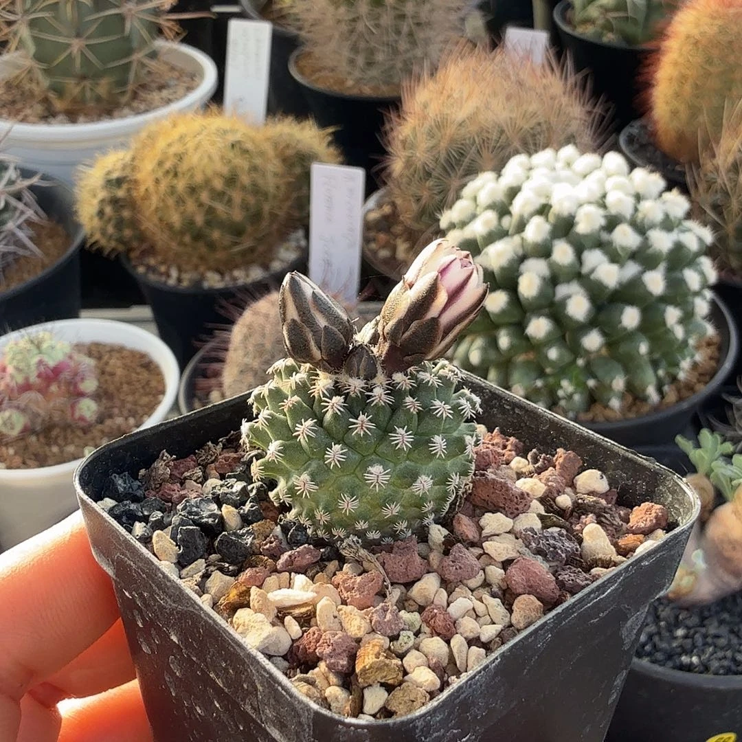 实生海胆娇丽脱土发货