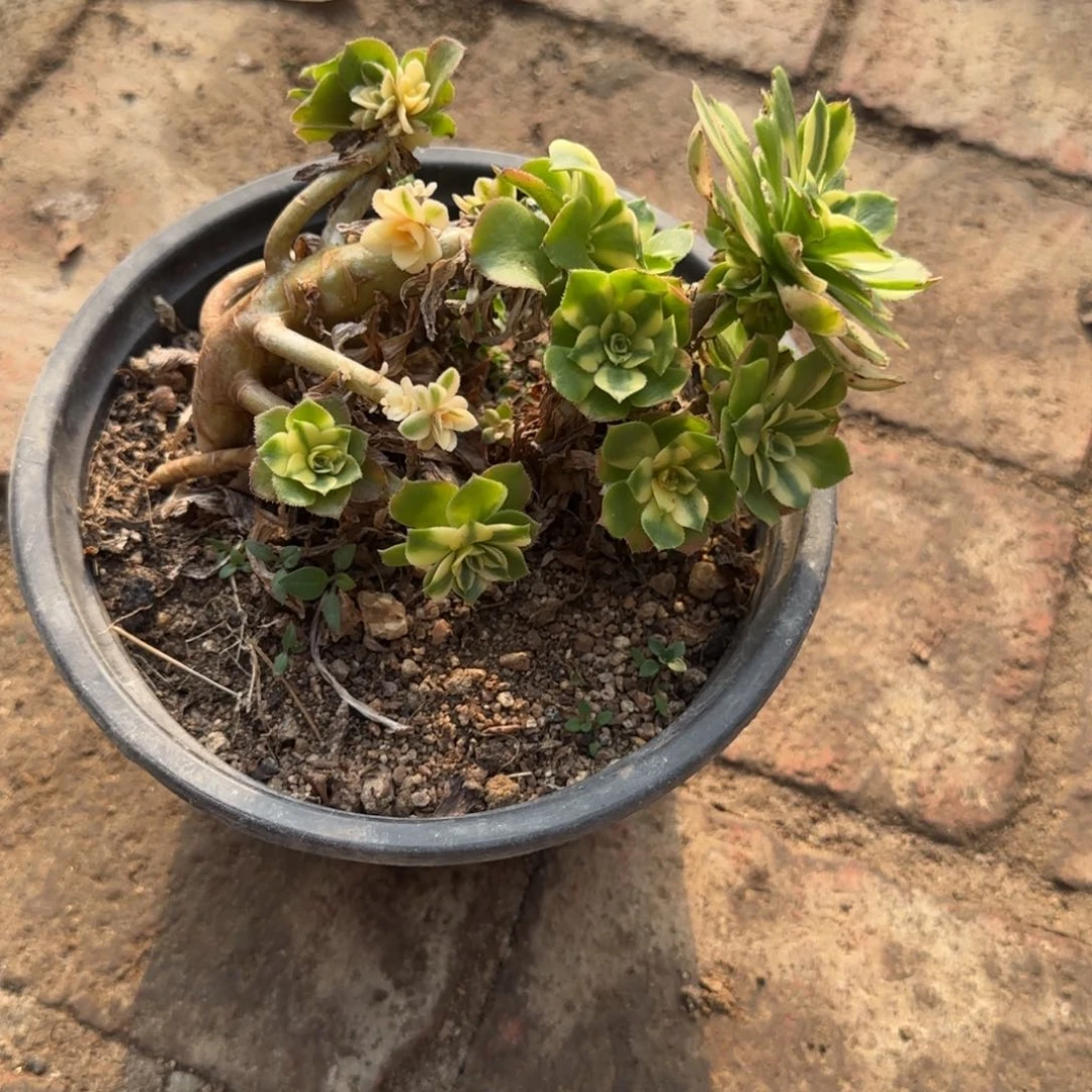 多肉植物法师悉尼亚
