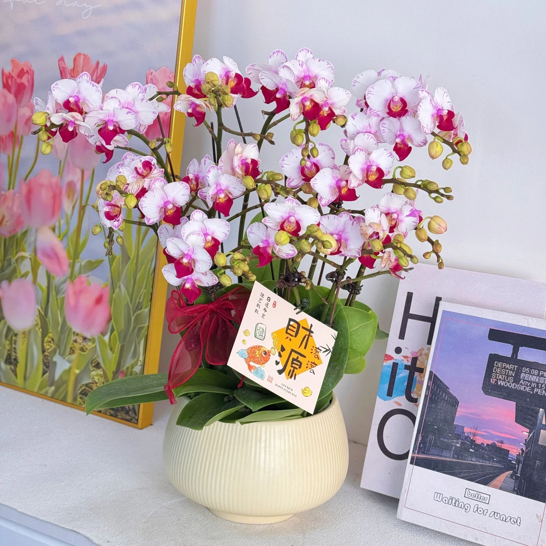 【 闪边貂蝉 】 鲜花蝴蝶兰 艺术组盆 室内花卉 带花带花苞