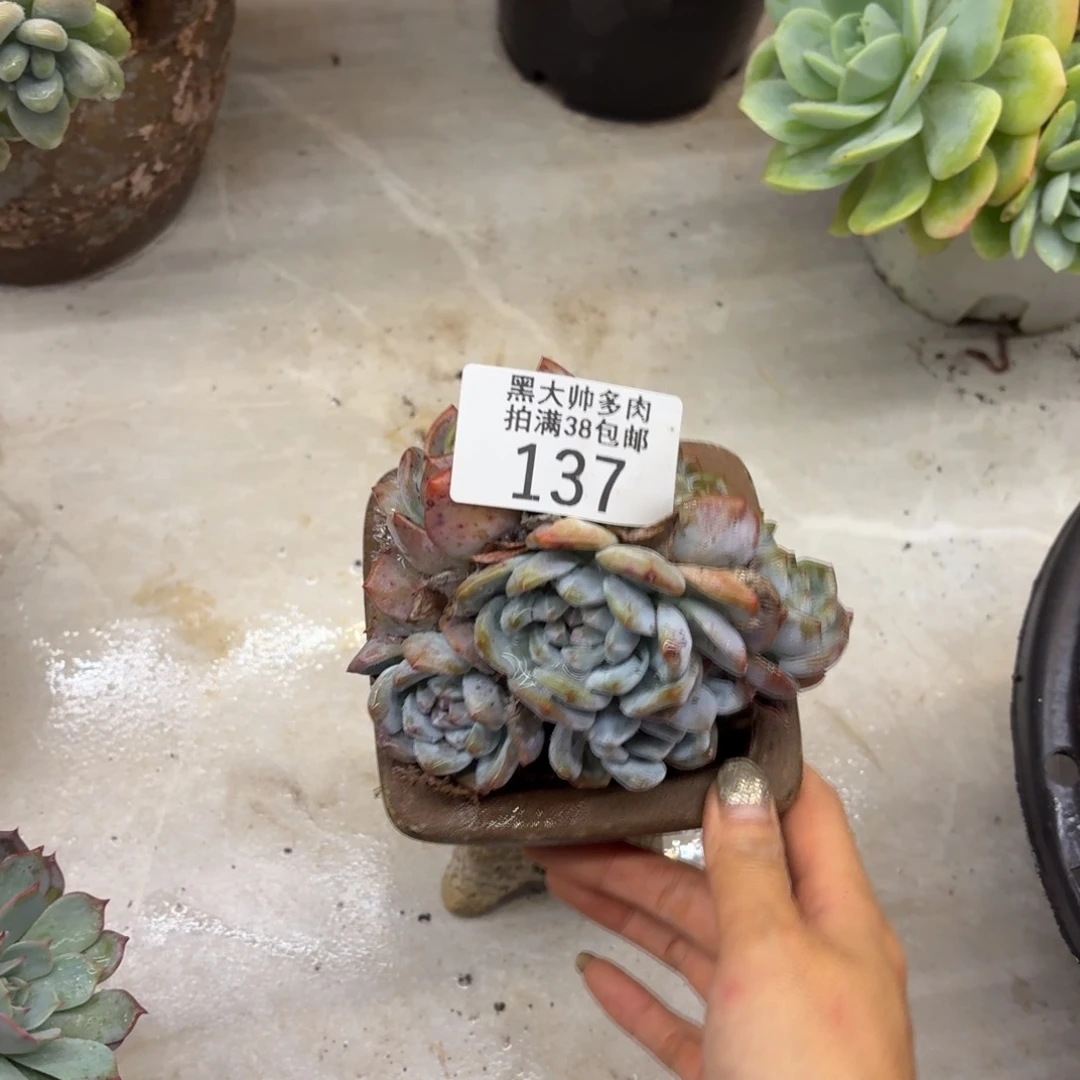 小***师黑大帅多肉137新颖