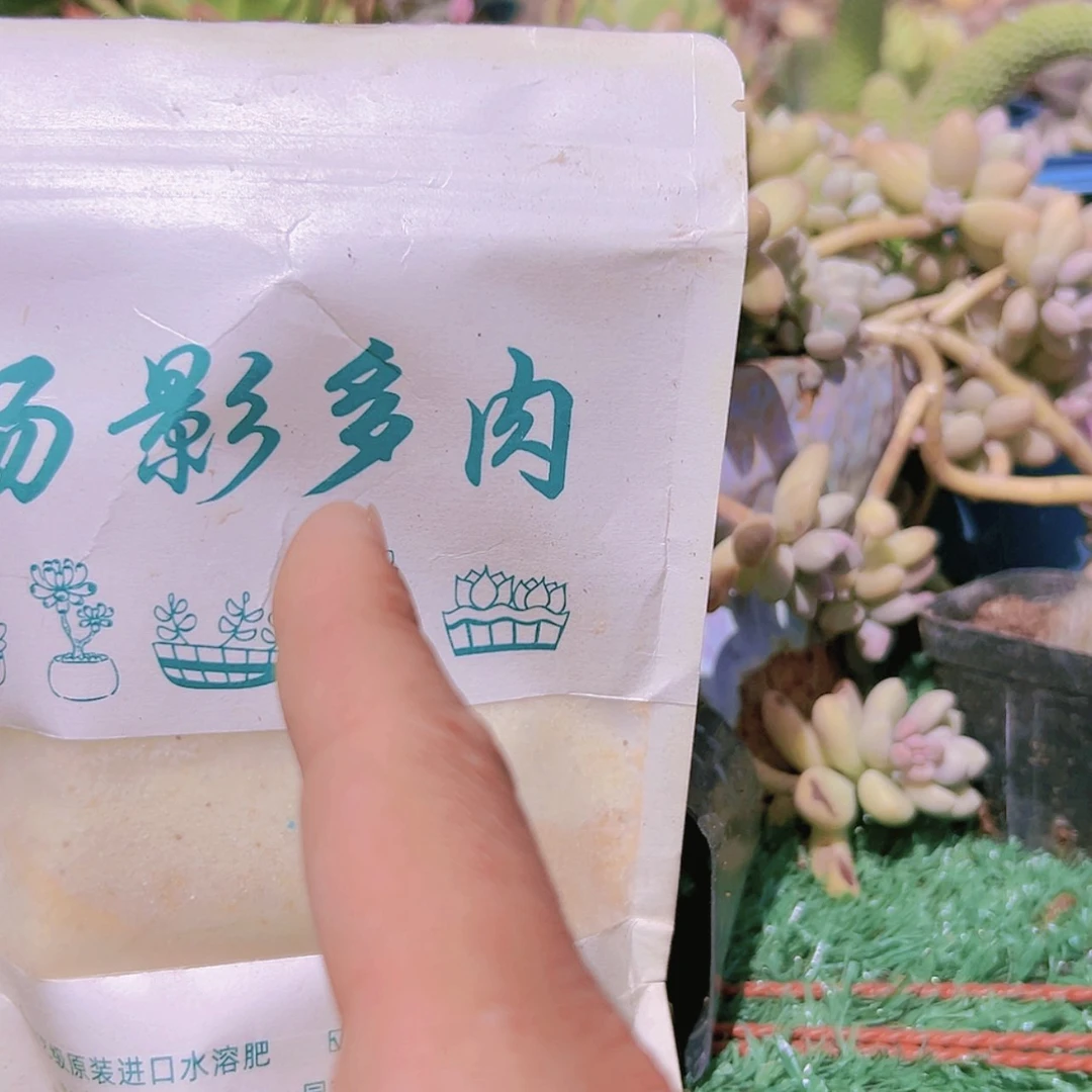 【闪购商品】鲜花绿植多肉植物1份