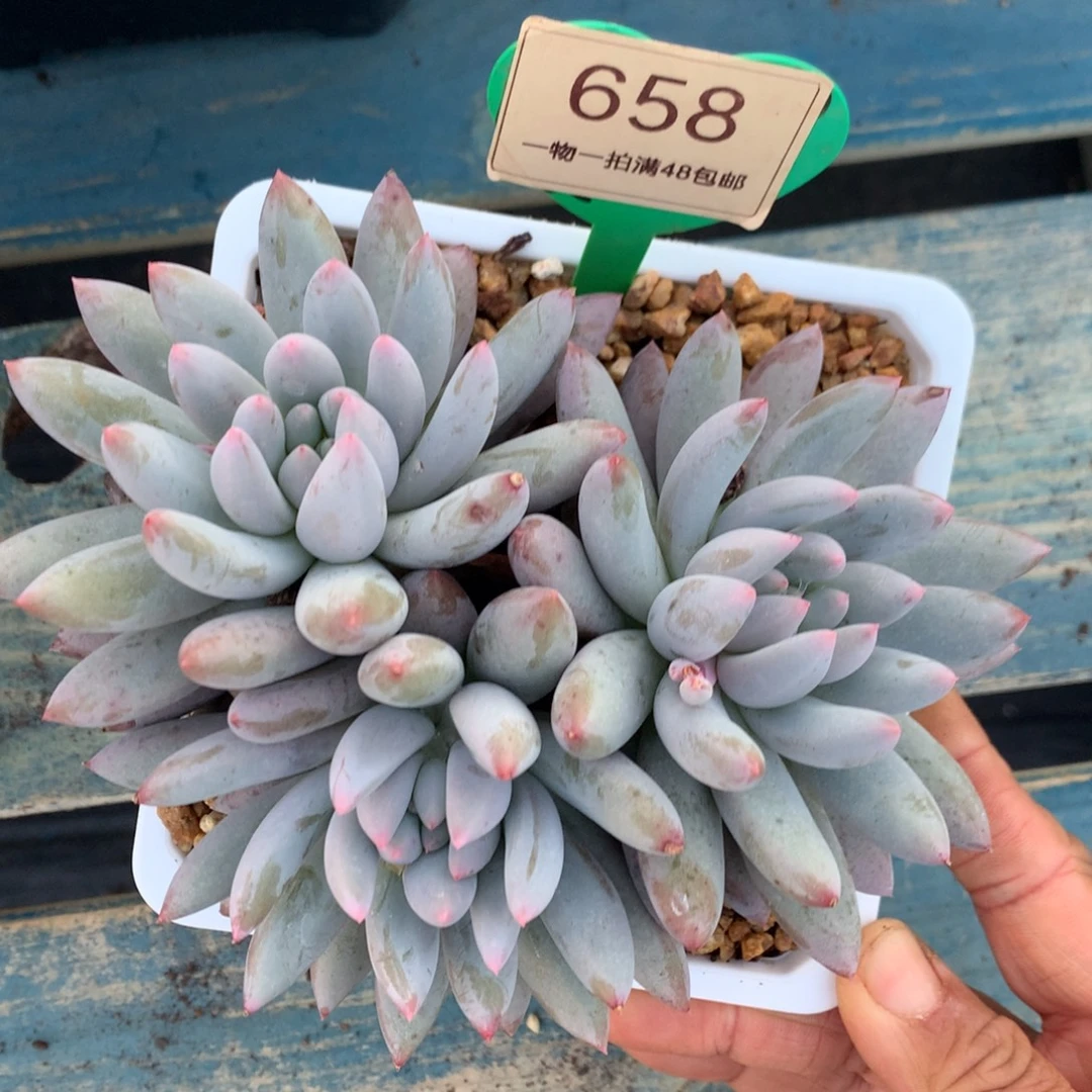 所罗门老开播福利