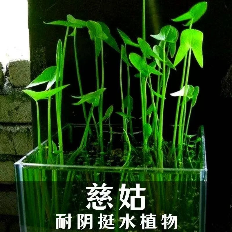 慈姑种根茨菇种苗水族水草装饰花卉净化鱼缸植物水培阳台室外户外