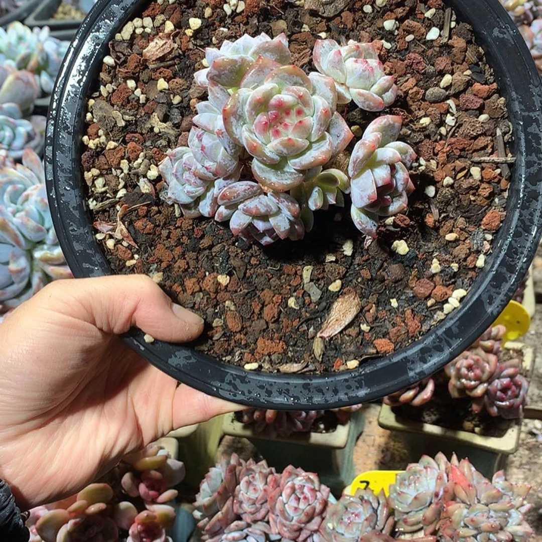 星影多肉植物哈哈27