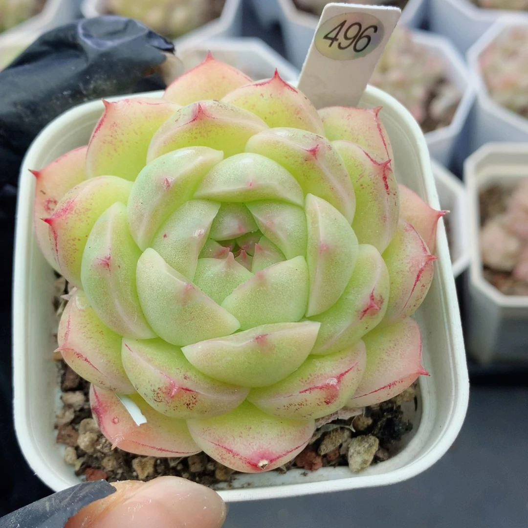 麦秆58包邮  群生不包整496