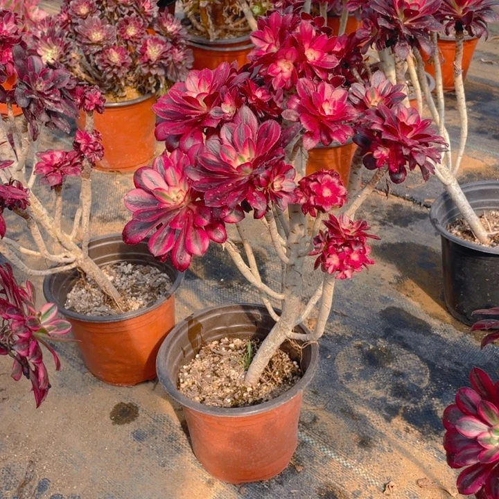 283有砍偏法师多肉断枝不售后