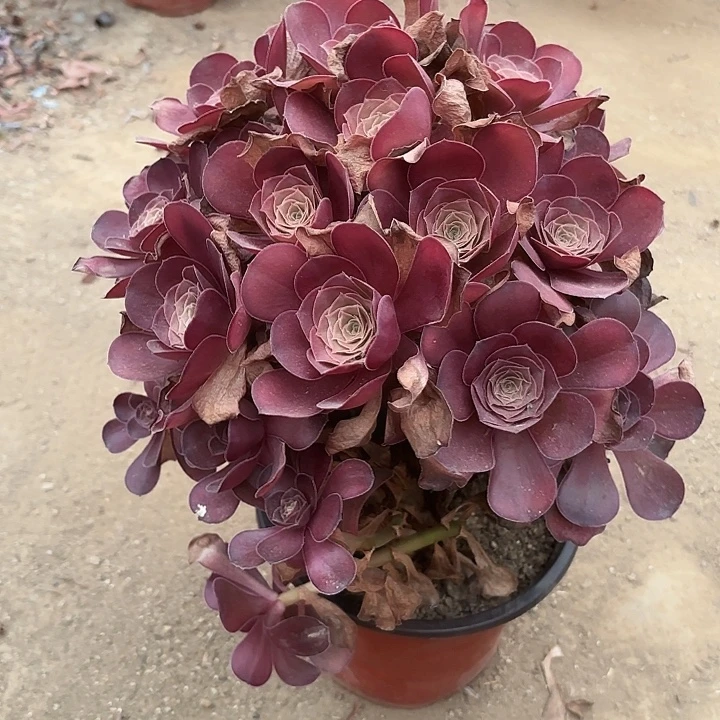 多肉植物法师魅金5